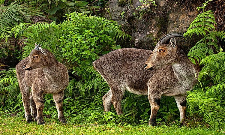 What Animals Live In India? - WorldAtlas What Animals Live In India? - WorldAtlas