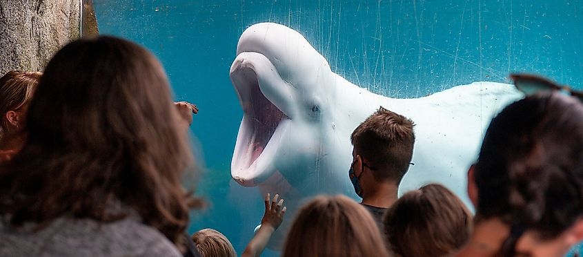 Beluga at the Mystic Aquarium