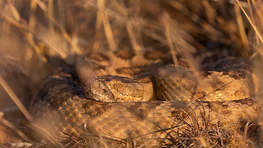 A Great Basin Rattlesnake is curled up in the dry brown grass.