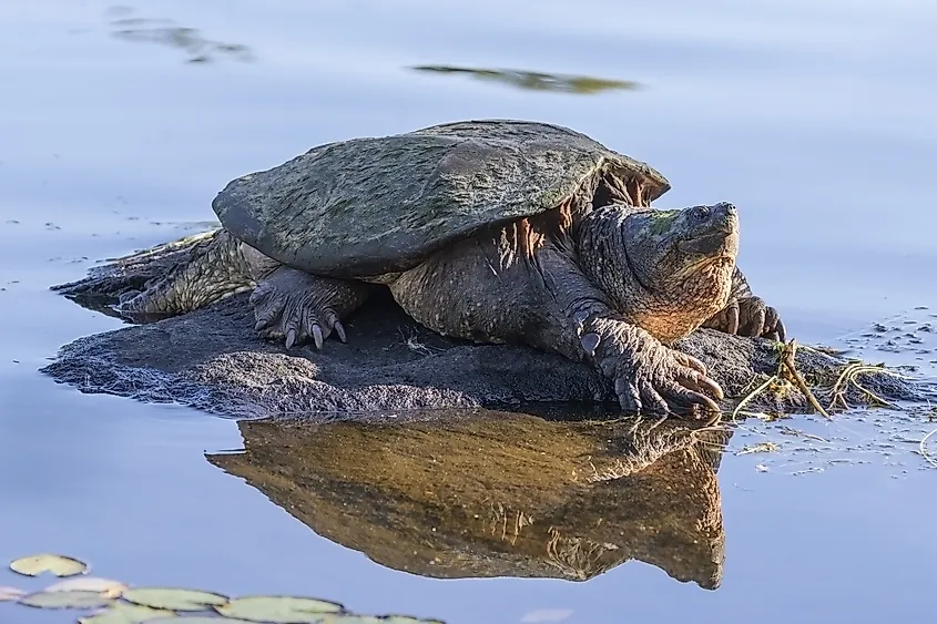 Large Common Snapping Turtle (Chelydra serpentina) basking on a rock.