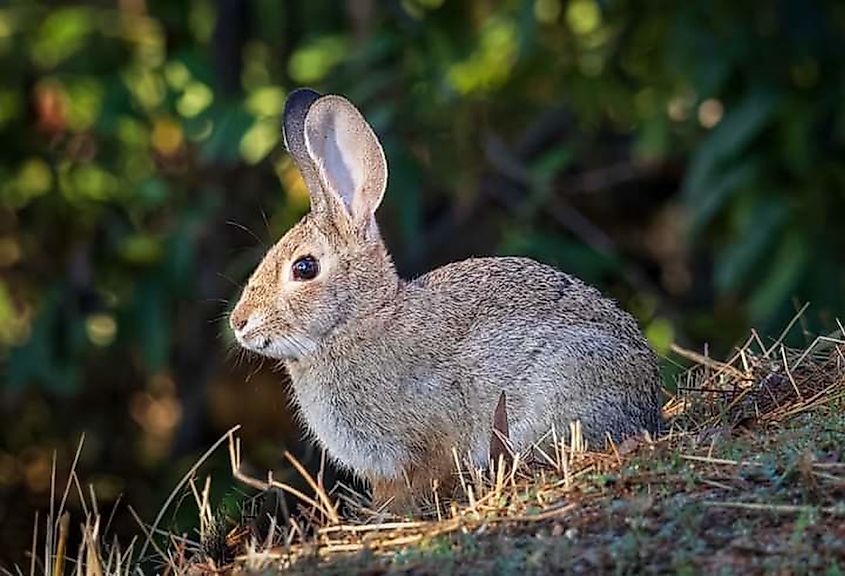 Close-up of a Riverine rabbit with large dark eyes, long ears, and soft brown and cream fur, showing its distinctive facial markings