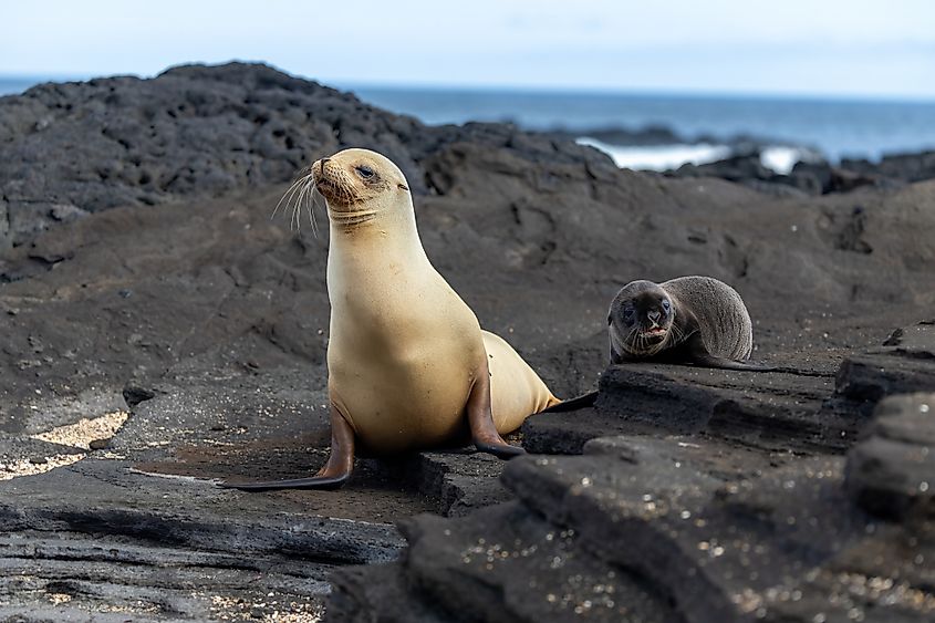 An adult sea lion and its pup rest on dark volcanic rocks beside the ocean.