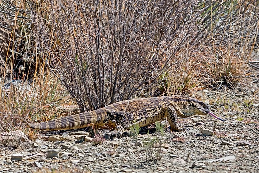 Black-throated monitor.