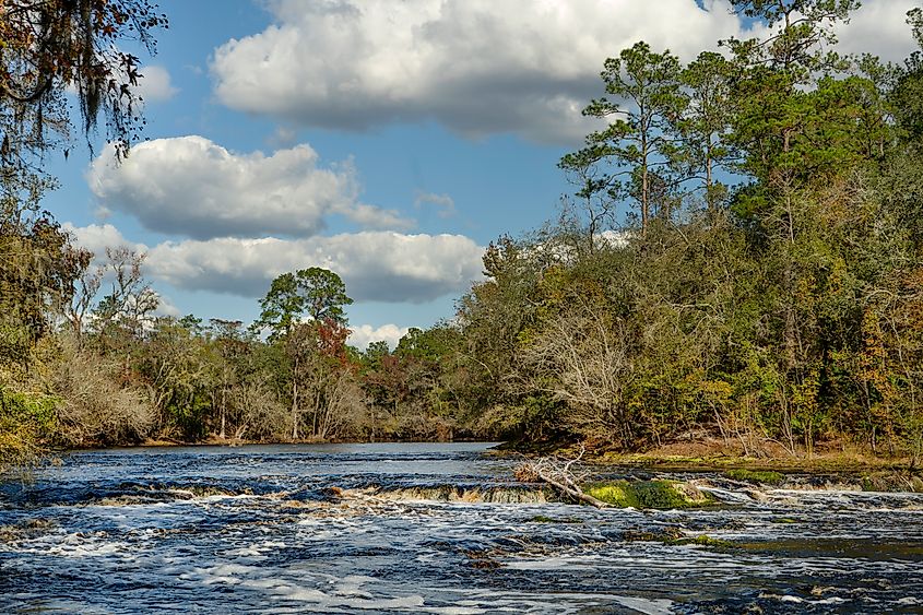 Suwannee River at Big Shoals State Park near White Springs, Florida.