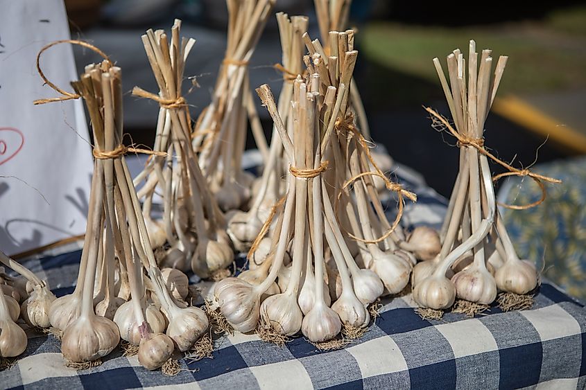 Garlic, Hudson Valley Garlic Festival