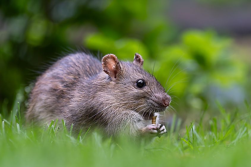 A brown rat that comes into the garden looking for food and drink.