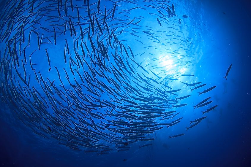 How Many Fish Live In The Ocean Worldatlas