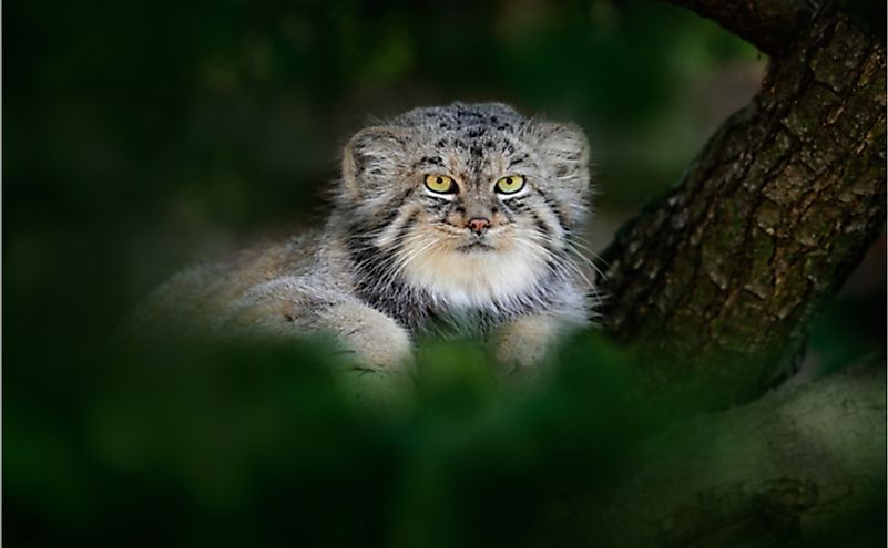 The 15 Wild Cat Species Of India - WorldAtlas