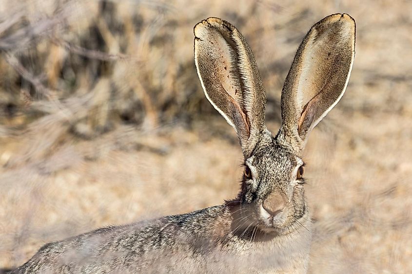 A jackrabbit in Joshua Tree National Park