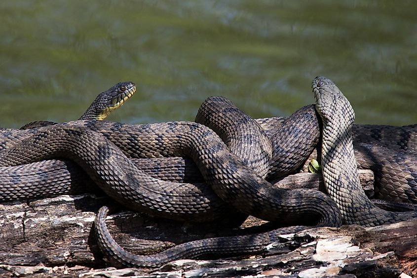 Diamondback Water Snake - Nerodia rhombifer