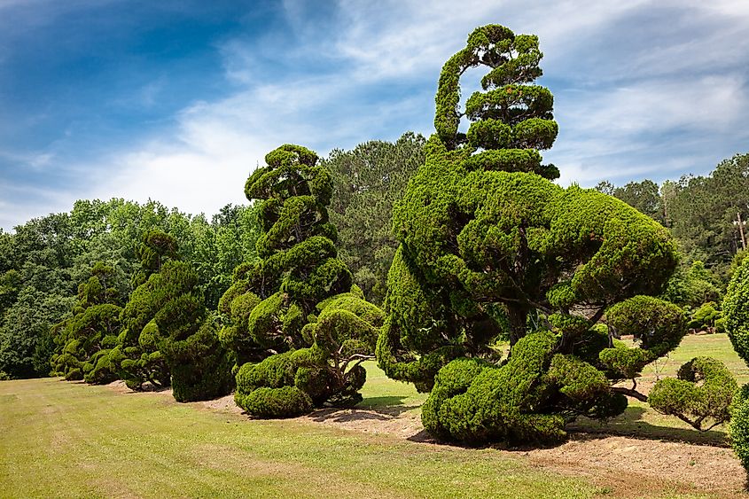 Pearl Fryar Topiary Garden in Bishopville, South Carolina.