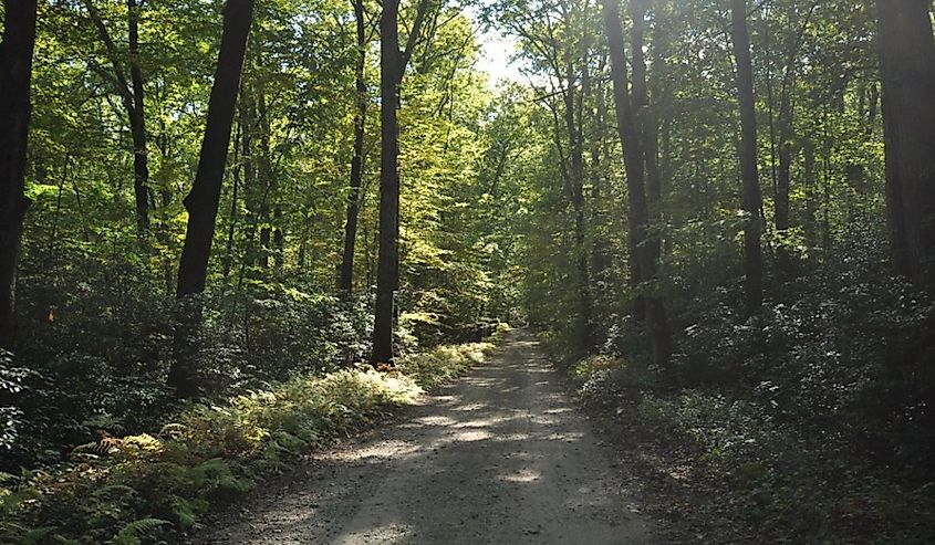 A wooded roadway in Mashamoquet Brook State Park, Pomfret, Connecticut.