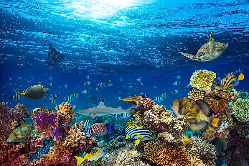 Underwater coral reef landscape with colorful fish and marine life