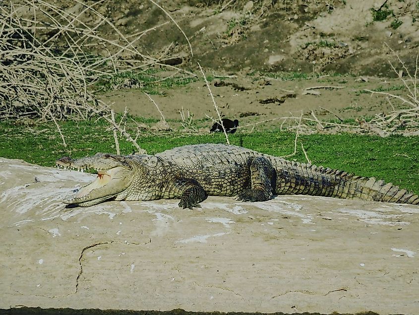 Crocodiles of Narlai