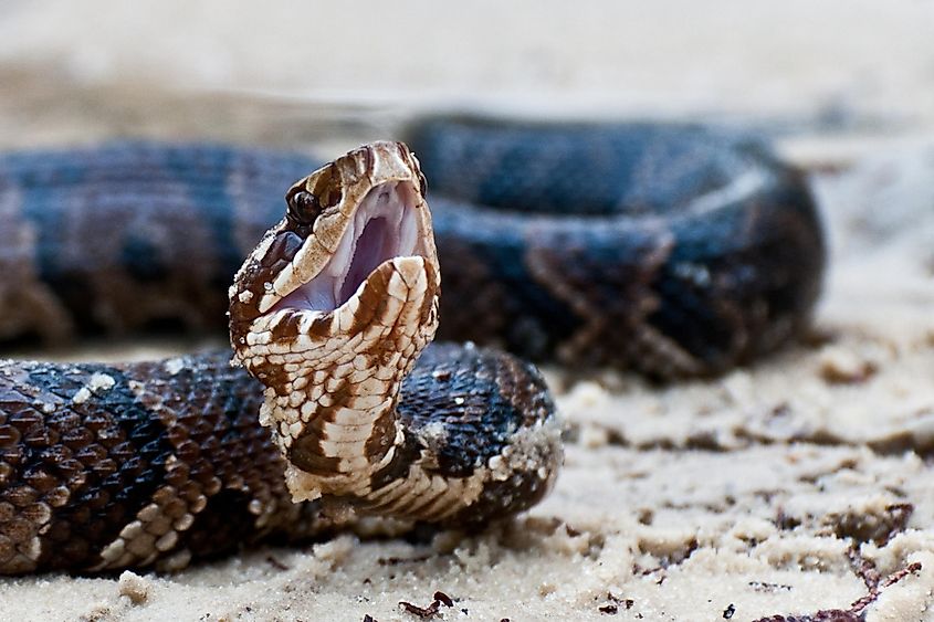 Cottonmouth (Agkistrodon piscivorus).