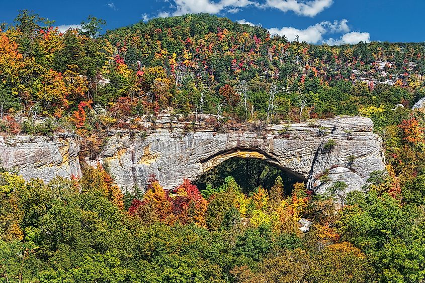 daniel boone national forest