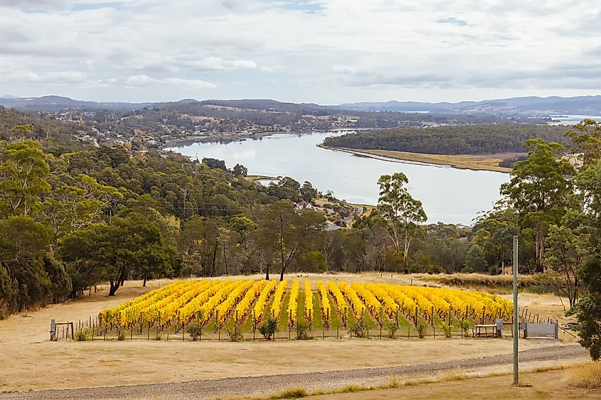 Vines in the Tamar Valley, Tasmania, Australia