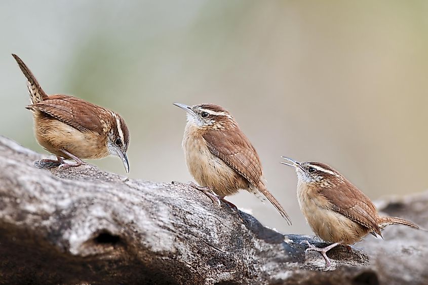 Carolina wren