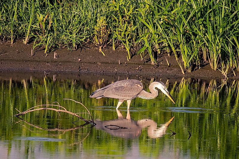Heron in DeSoto National Wildlife Refuge.