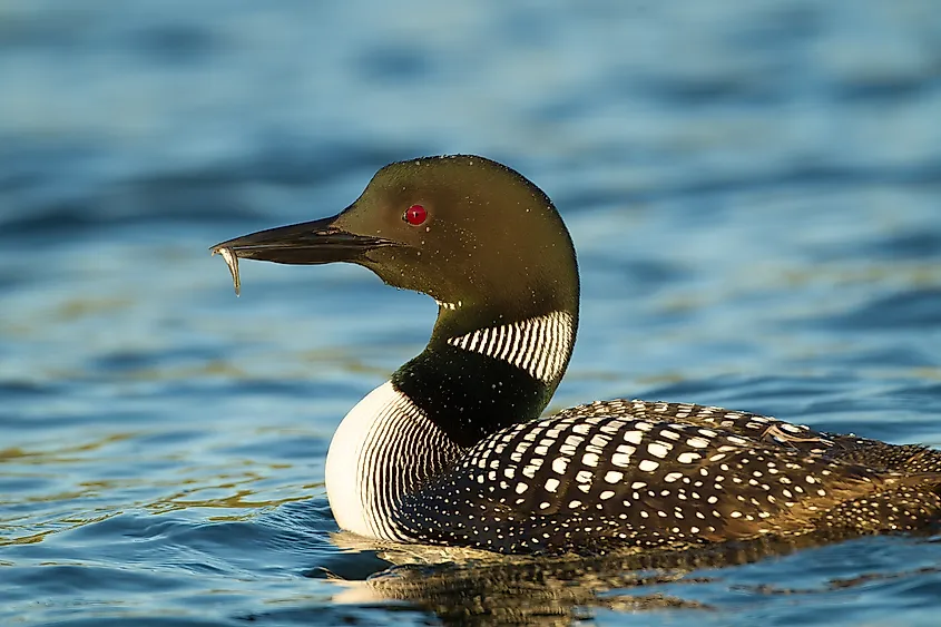 A common loon swimming on a northern lake.