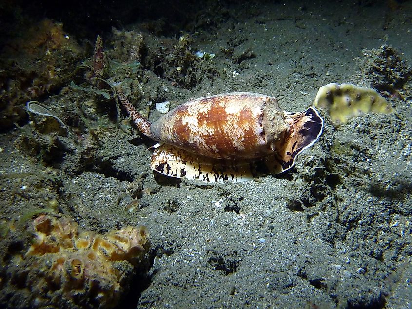 Geography cone snail (Conus geographus) on the seabed.