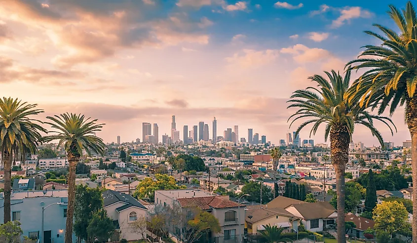 Beautiful sunset of Los Angeles downtown skyline and palm trees