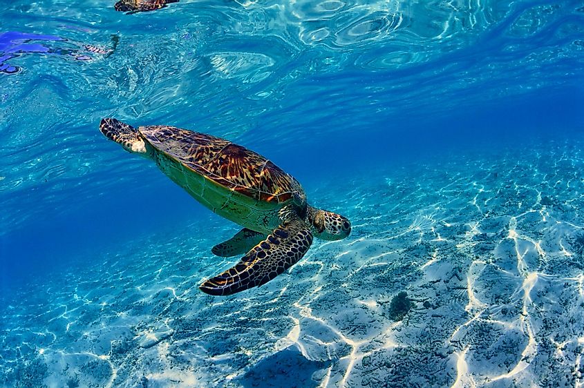 Like all reptiles, sea turtles are ectothermic (cold-blooded) and cannot regulate their body temperature.