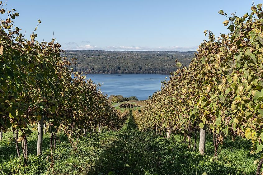 seneca lake vineyard