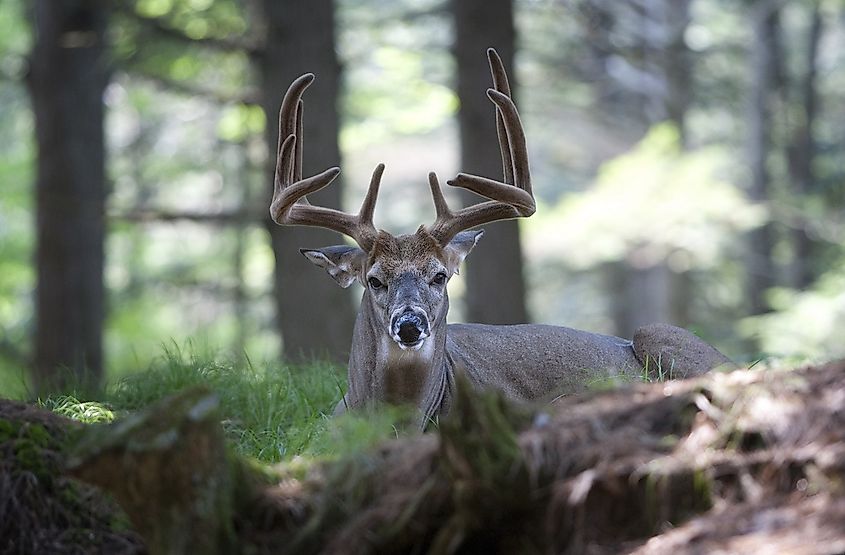 A white-tailed deer buck lying in grass in woodland.