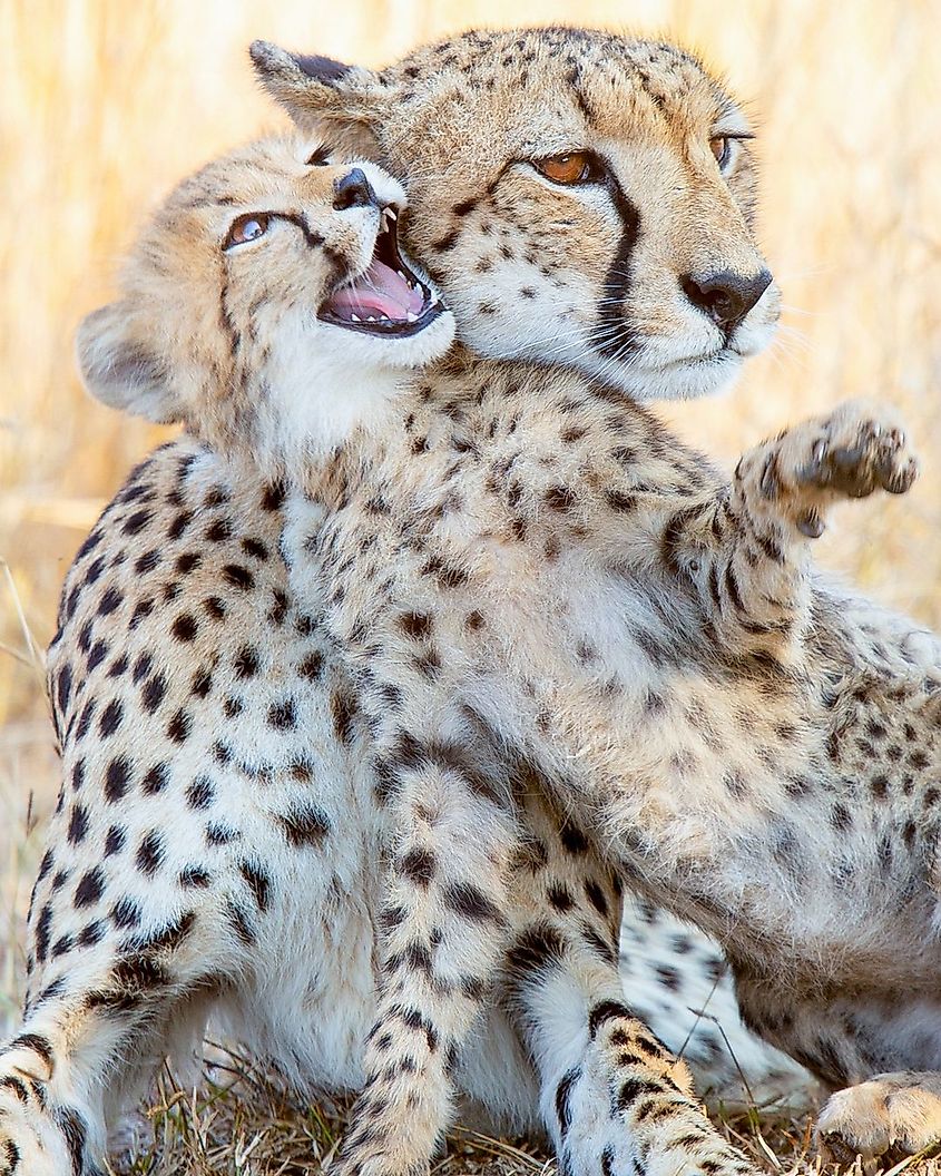 A cheetah with her cub.