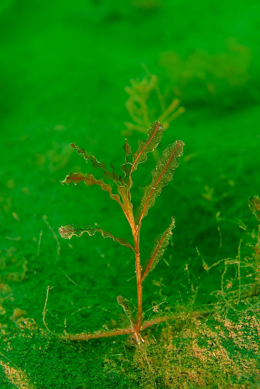 Curly-leaf pondweed in fresh water lake.