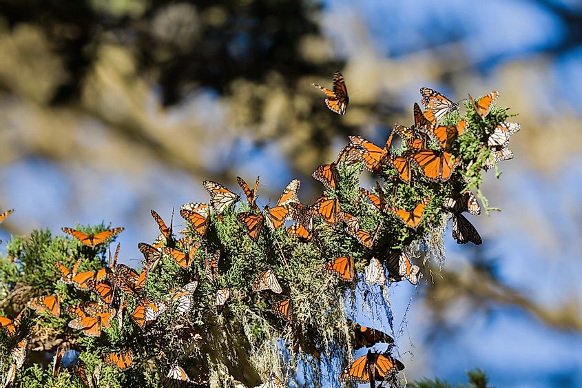 mOnarch butterflies in pacific grove
