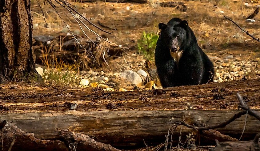 A calm black bear roams the scenic trails of Mariposa County in Yosemite National Park.
