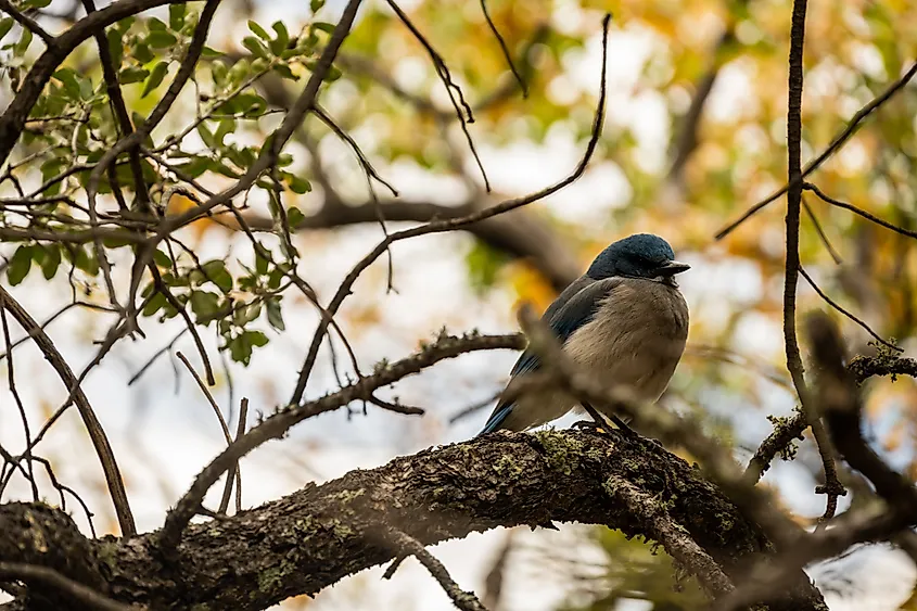 A Colima warbler perched on a tree in the Big Bend National Park, Texas.