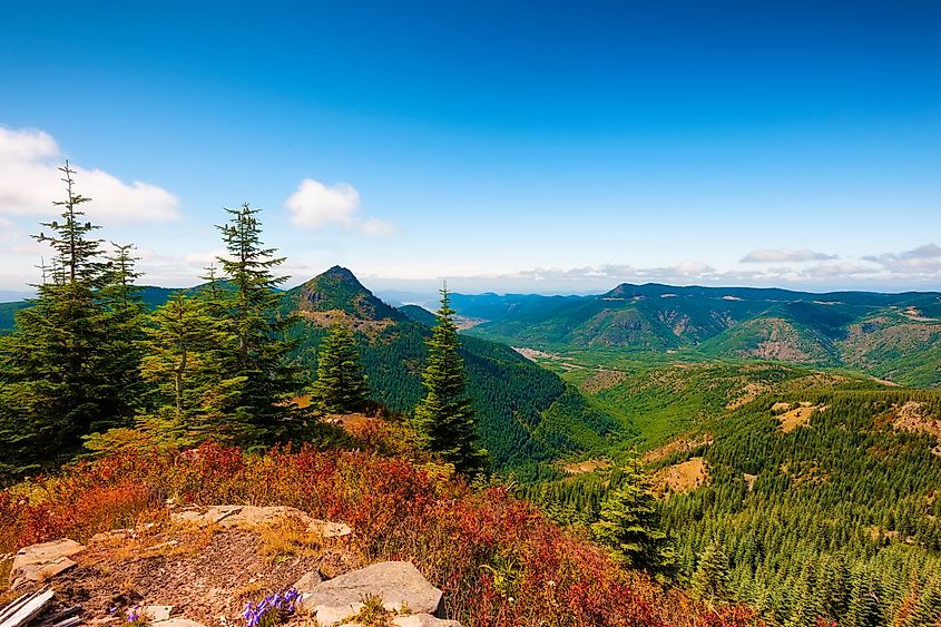 Gifford Pinchot National Forest near Mt St. Helens.