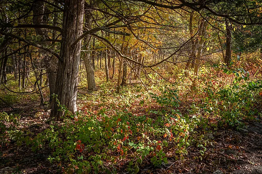 Truman State Park, Missouri