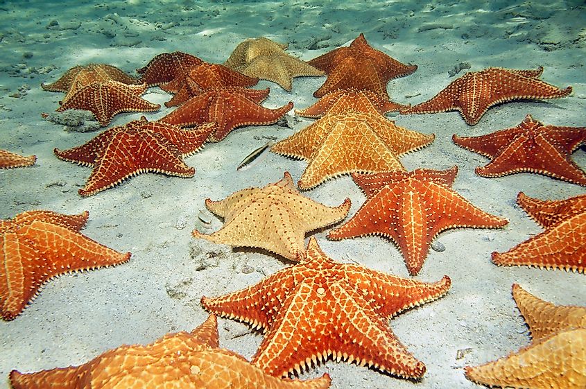almofada estrela do mar no fundo do oceano arenoso
