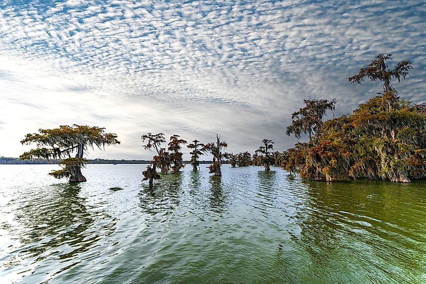 Cypress trees covered in Spanish moss in a Louisiana bayou