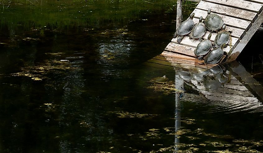Painted turtles gathered on a pallet sunning at Lake Metigoshe