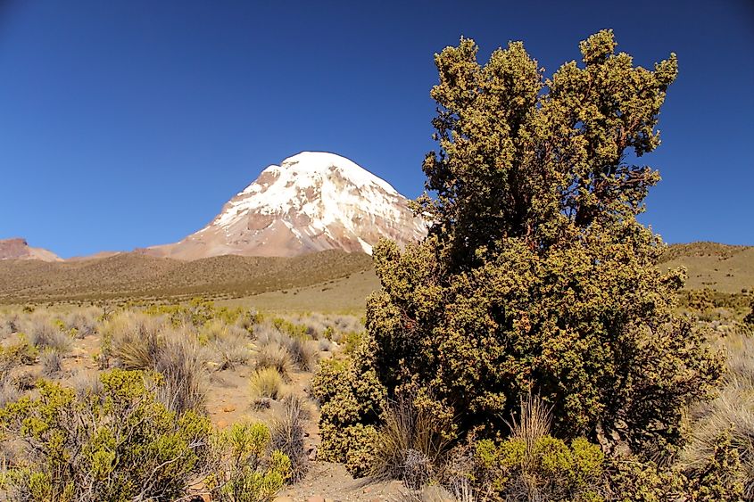 A tree at the foot of Mount Sajama, National Park Sajama, Bolivia - Rodrisan via wikipedia.org