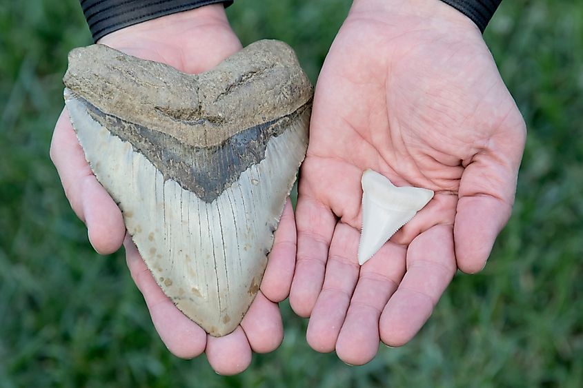 A fossilized Megalodon tooth beside a modern great white shark tooth.