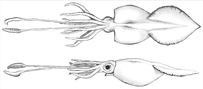 Biological depiction of the colossal squid.