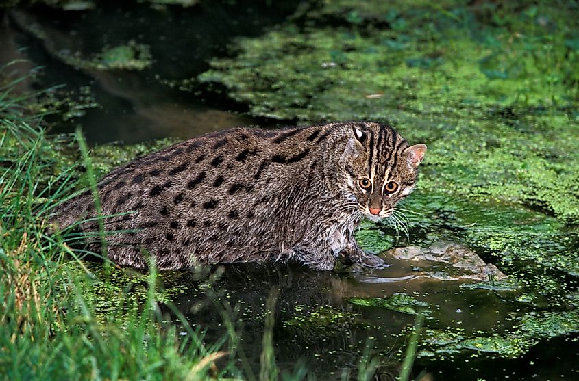 fishing cat