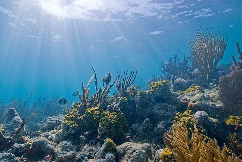 Underwater view in Biscayne National Park. Credit: By National Park Service - https://www.nps.gov/bisc/images/20100429090848.jpg, Public Domain, https://commons.wikimedia.org/w/index.php?curid=22809930