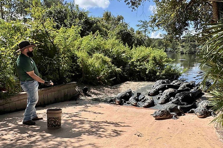 Gatorland guide shows how to feed alligators Image credit Bryan Dearsley