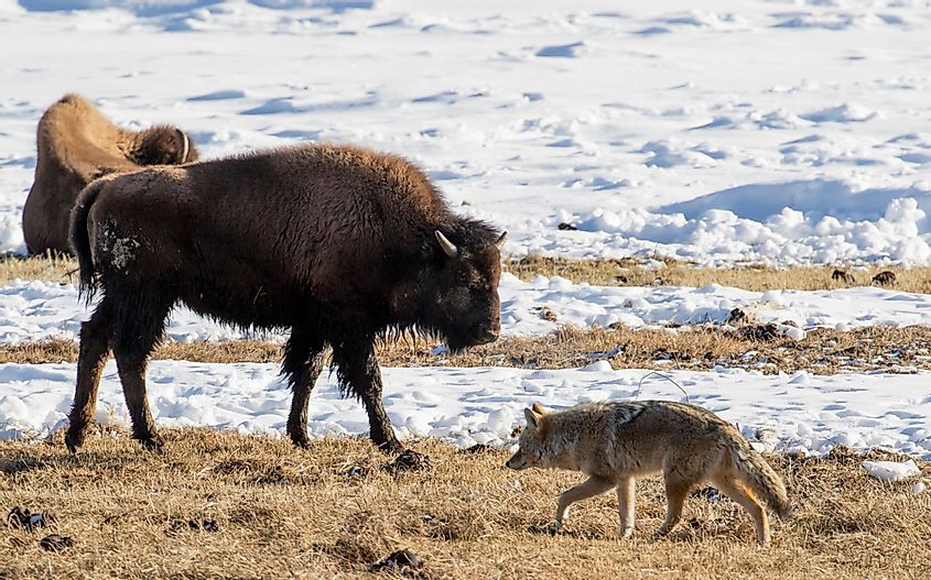 coyote and bison exchange glance in winter yellowstone