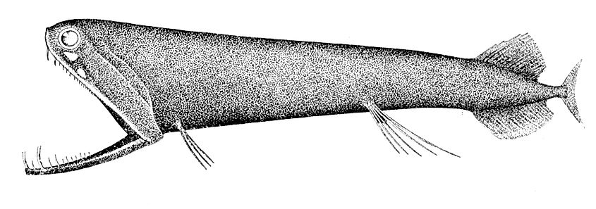 Malacosteus niger. 