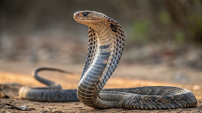 Closeup image of a cobra snake