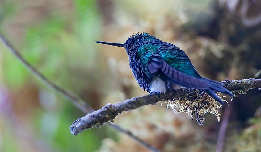 Black-breasted Puffleg (Eriocnemis nigrivestis) perched on branch, Yanacocha Reserve, Ecuador