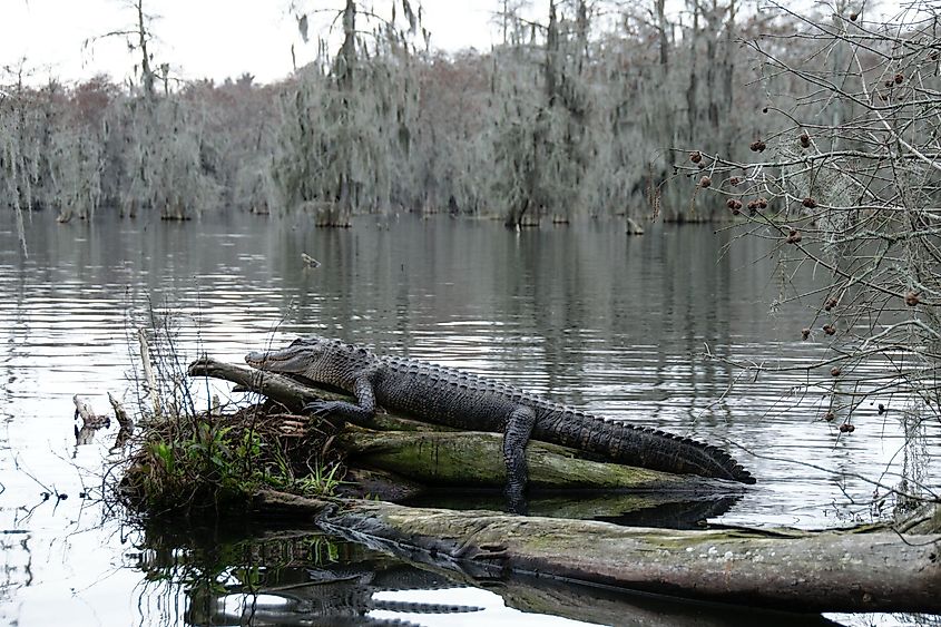 An alligator in the swampy landscape of Bayou Teche.